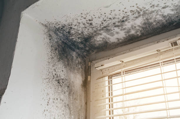 Affordable Attic Mold Removal solutions in Saxton, PA